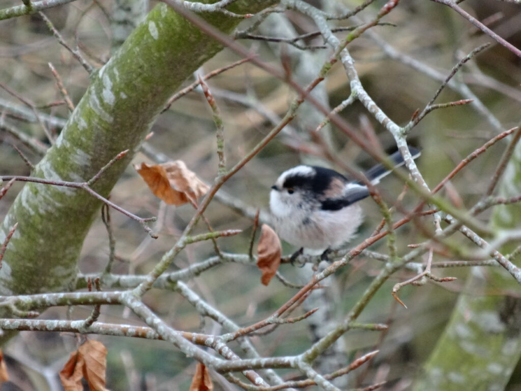 long tailed tit on hedgerow
