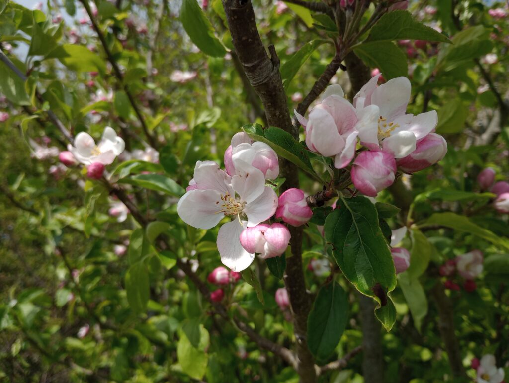 Apple blossom will bear fruit