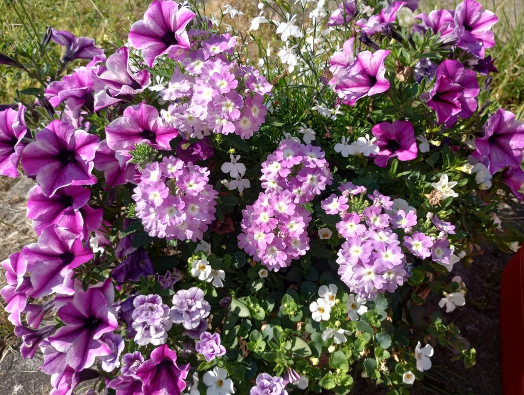 Abundant purple blooms
