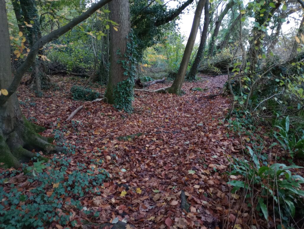 Woods can look scary but you're not alone