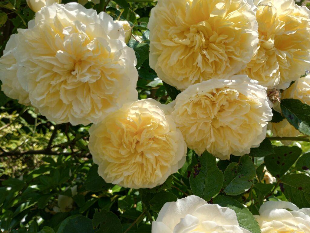 Blooming now ! Yellow roses are lovely.